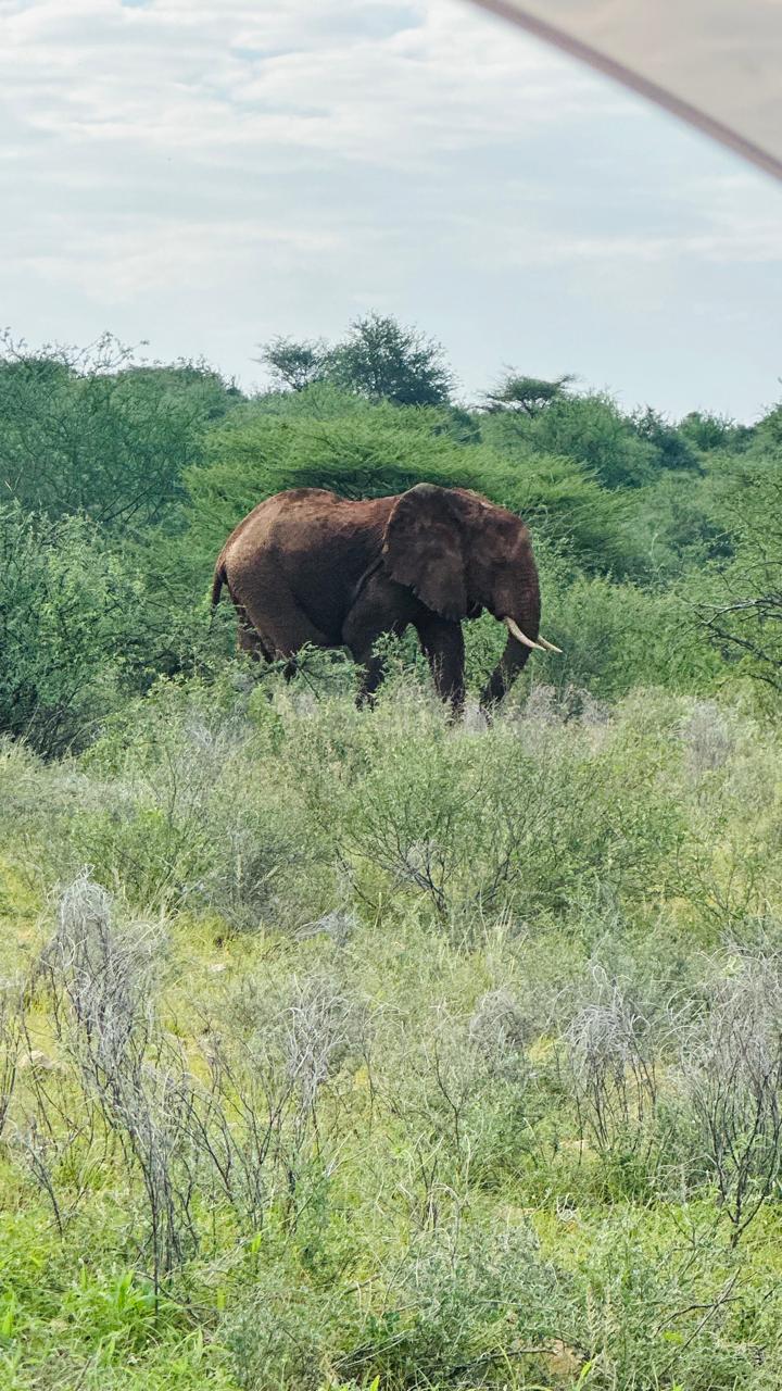 Elephant safari